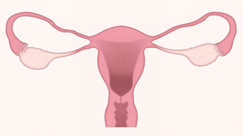 uterus